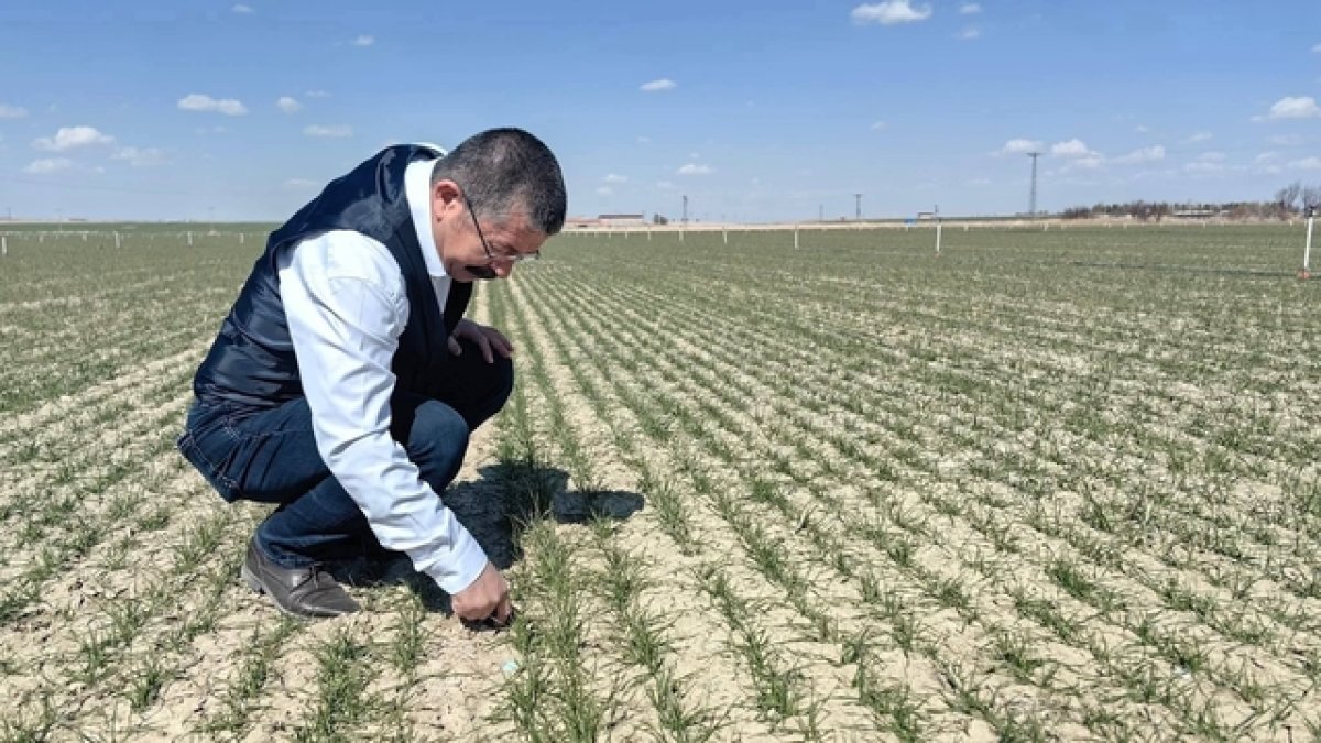 Karapınar'da hububat ekili alanlarda gelişim iyi