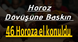 Horoz dövüşüne baskın 46 horoza el konuldu