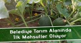 Belediye Organik Tarım Alanında İlk Mahsüller Oluyor