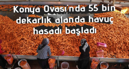 Konya Ovası’nda 55 bin dekarlık alanda havuç hasadı başladı