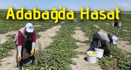 Adabağ’da Hasat