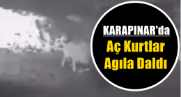 Karapınar’da Aç Kurtlar Agıla Daldı