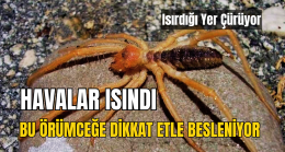 Bu örümceğe dikkat ısırdığı yer çürüyor