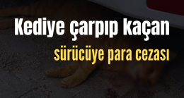 Kediye çarpıp kaçan sürücüye para cezası