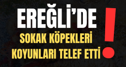 Ereğli’de Sokak Köperkleri Koyunları Telef Etti