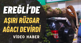 Ereğli’de Rüzgar Etkili Oldu Ağaç Devrildi