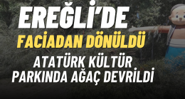 Atatürk Kültür Parkında Ağaç Devrildi