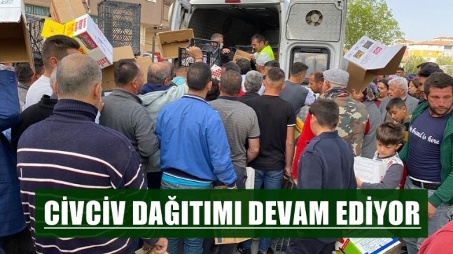 Civciv Dağıtımı Devam Ediyor