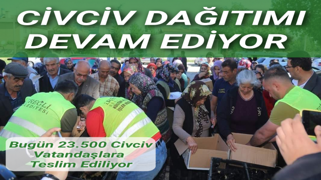 Civciv Dağıtımı Devam Ediyor