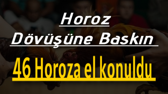 Horoz dövüşüne baskın 46 horoza el konuldu