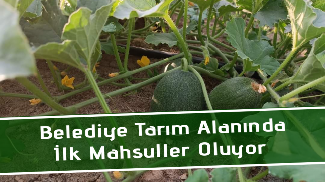 Belediye Organik Tarım Alanında İlk Mahsüller Oluyor