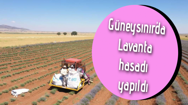 Güneysınır’da lavanta hasadı yapıldı