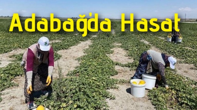 Adabağ’da Hasat
