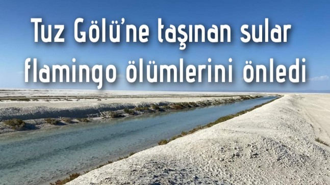 Tuz Gölü’ne taşınan sular flamingo ölümlerini önledi