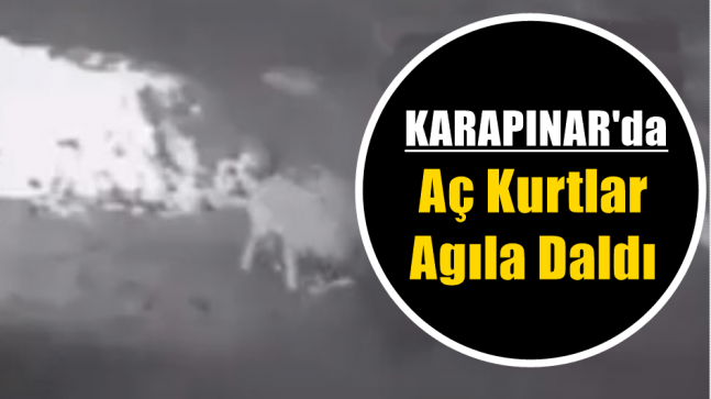 Karapınar’da Aç Kurtlar Agıla Daldı