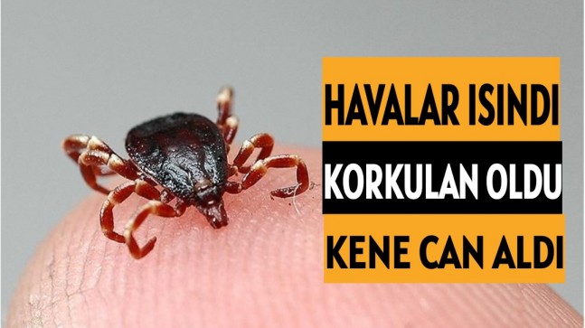 Havalar ısındı korkulan oldu: Kene can aldı