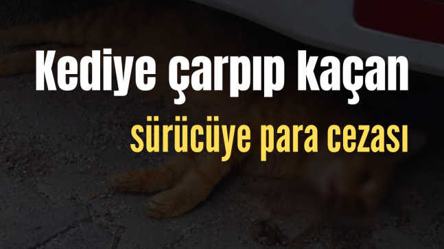 Kediye çarpıp kaçan sürücüye para cezası