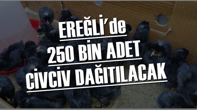 Ereğli Belediyesi 250 bin adet civciv dağıtacak ￼