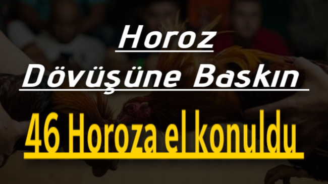 Horoz dövüşüne baskın 46 horoza el konuldu