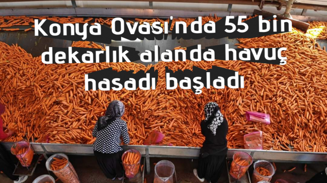 Konya Ovası’nda 55 bin dekarlık alanda havuç hasadı başladı