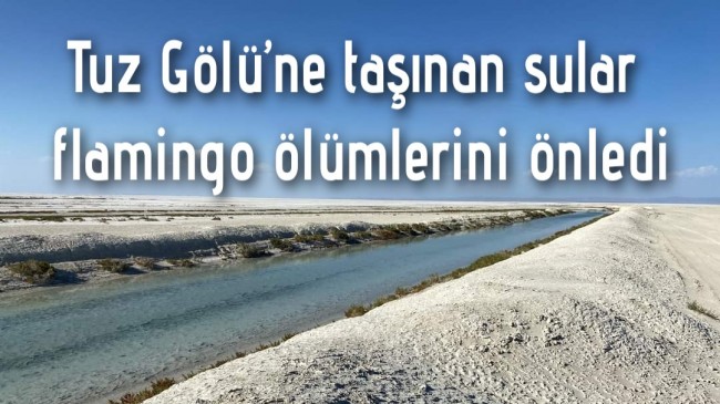 Tuz Gölü’ne taşınan sular flamingo ölümlerini önledi
