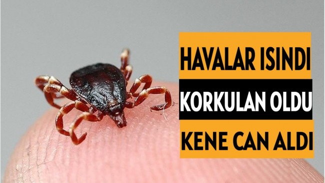 Havalar ısındı korkulan oldu: Kene can aldı