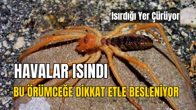 Bu örümceğe dikkat ısırdığı yer çürüyor