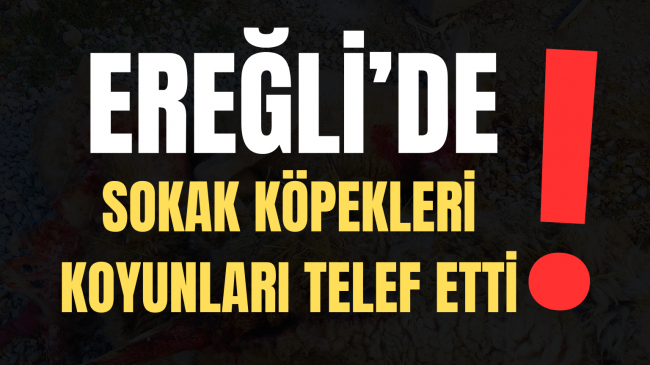 Ereğli’de Sokak Köperkleri Koyunları Telef Etti